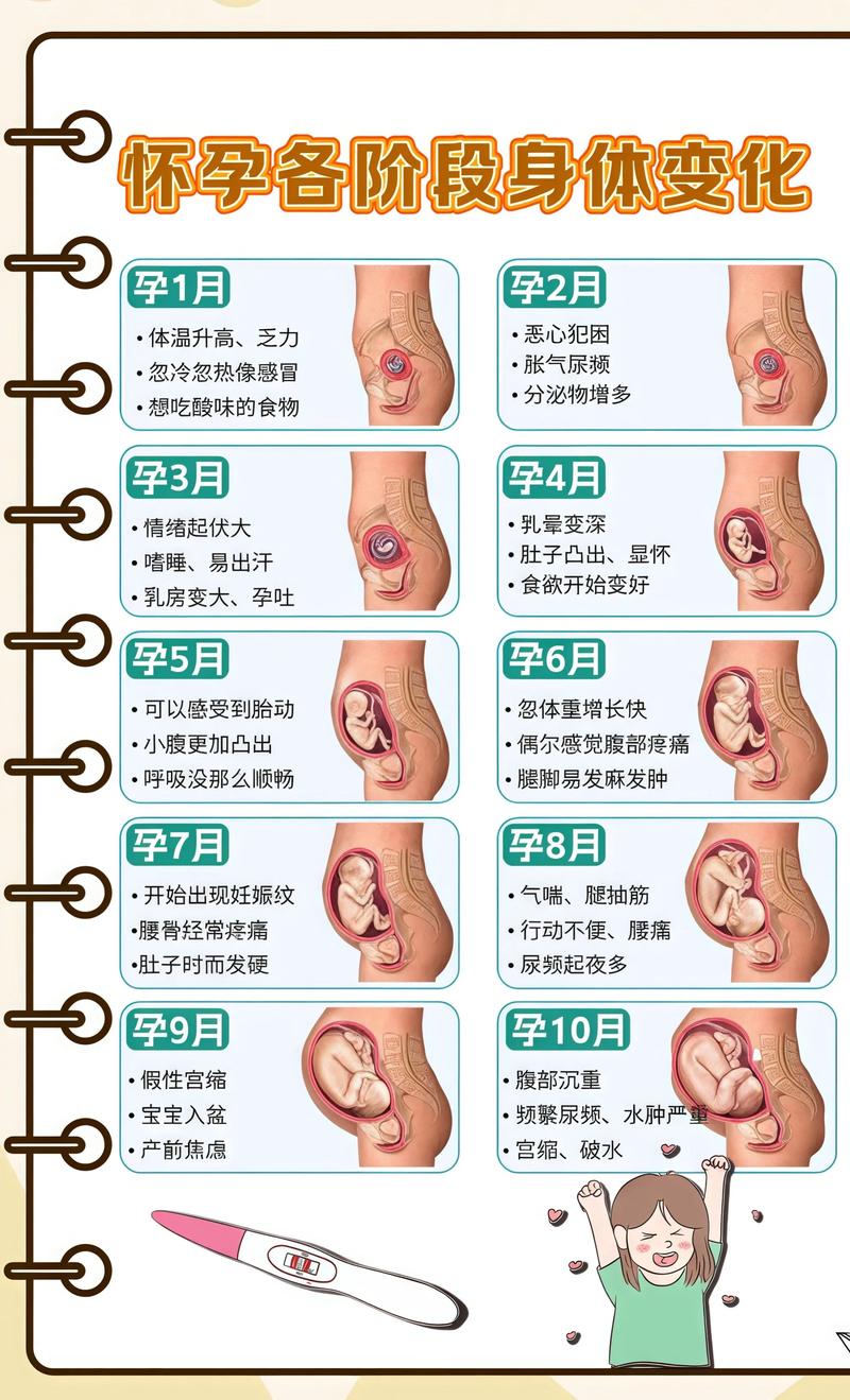 揭秘供卵代孕妈妈怀孕小腹分两节,孕期变化的奥秘安康代生机构: